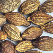 Manufacturers Exporters and Wholesale Suppliers of Terminalia Chebula Neemuch Madhya Pradesh